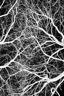 ağaç dalları siluet siyah arka plan üzerine beyaz