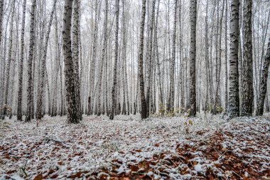 sonbahar manzara bir huş ormandaki ilk kar