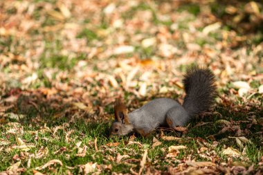 çimenlerin üzerinde sonbahar ormandaki sincap