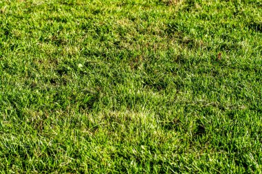 yeşil çim arka plan odak merkezi