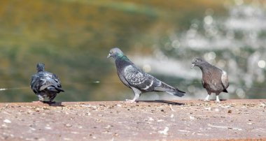 yabani güvercin doğa şehir