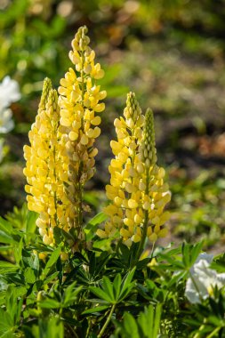 Lupinus çiçek yeşil yeşillik doğa ile parlak