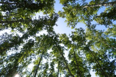 orman manzaralı aşağıdan gökyüzüne huş ağacı