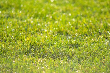 yeşil çim bokeh arka plan bulanık