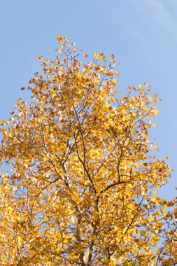 Sarı huş ağacı orman, geç sonbahar doğa manzara