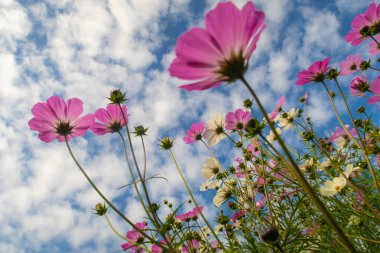 Cosmos çiçekler, görüntülemek aşağıdan gökyüzüne doğru