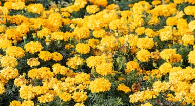 birçok marigolds küçük çiçekler