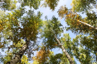 huş ağacı orman manzaralı gökyüzüne Sonbahar Doğa