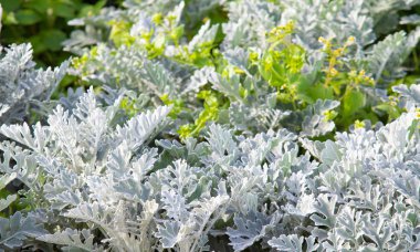 süs havuç bitkisinin görünümü kapatın