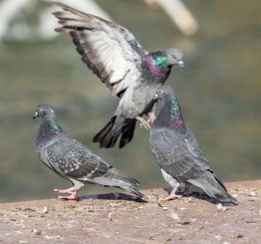 yabani güvercin doğa şehir
