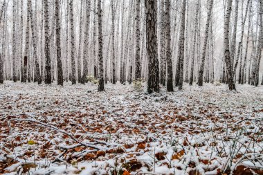 sonbahar manzara bir huş ormandaki ilk kar