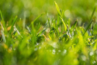 yeşil çim bokeh arka plan bulanık