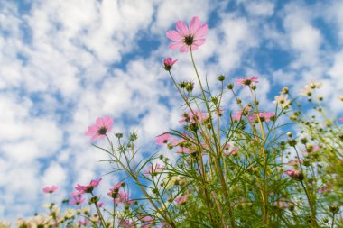 Cosmos çiçekler, görüntülemek aşağıdan gökyüzüne doğru