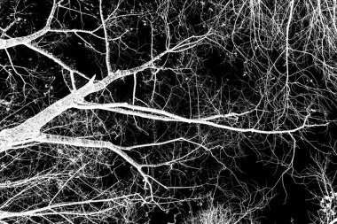 ağaç dalları siluet siyah arka plan üzerine beyaz