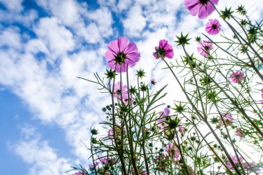 Cosmos çiçekler, görüntülemek aşağıdan gökyüzüne doğru