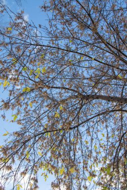 Sonbahar ağaç dalları göğe görüntüle