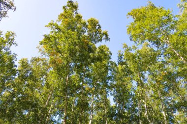 orman manzaralı aşağıdan gökyüzüne huş ağacı