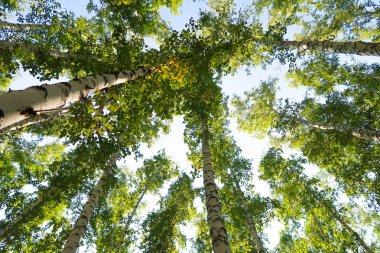 orman manzaralı aşağıdan gökyüzüne huş ağacı