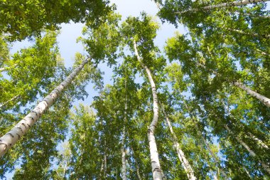 orman manzaralı aşağıdan gökyüzüne huş ağacı