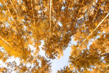 gökyüzü sonbahar arka planı sarı huş ağacı yaprakları
