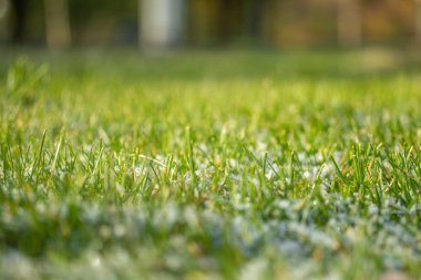 yeşil çim kar arka plan bokeh bulanık