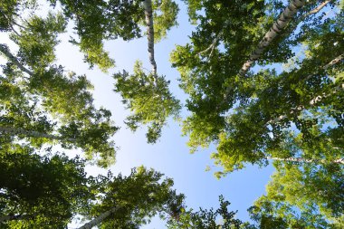 orman manzaralı aşağıdan gökyüzüne huş ağacı