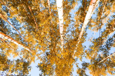 gökyüzü sonbahar arka planı sarı huş ağacı yaprakları