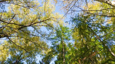 ağaç görünümünü aşağıdan gökyüzüne sonbahar manzara bırakır