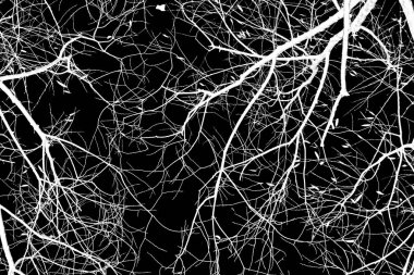 ağaç dalları siluet siyah arka plan üzerine beyaz