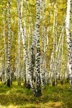 Sarı huş ağacı orman, geç sonbahar doğa manzara
