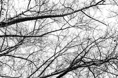 Beyaz arkaplanda ağaç dalları silueti