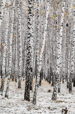 İlk kar huş ağacı orman manzara kış