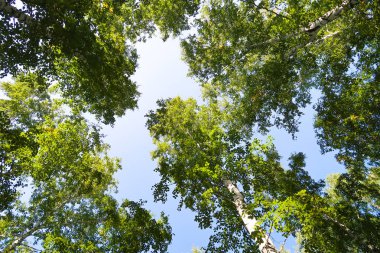 orman manzaralı aşağıdan gökyüzüne huş ağacı