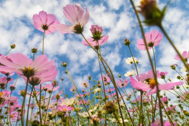 Cosmos çiçekler, görüntülemek aşağıdan gökyüzüne doğru