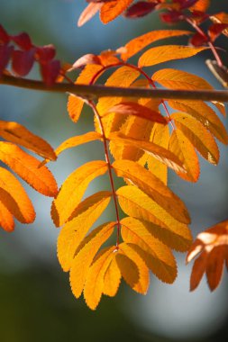 Doğa Sonbahar Ağaç ashberry parlak renkler