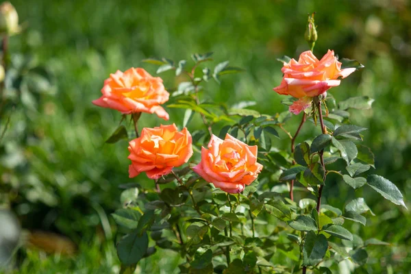 Στενή Μέχρι Πλάνο Όμορφο Λουλούδι Τριαντάφυλλο Φύση — Φωτογραφία Αρχείου