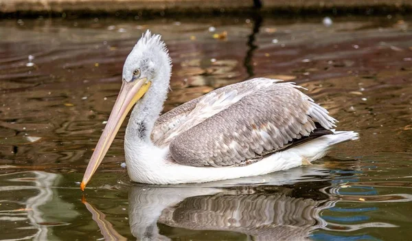 Vogel Pelikan Nahe Wasser Natur — Stockfoto