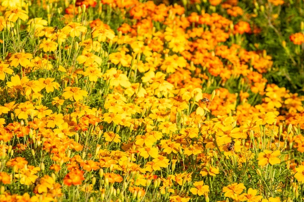 明るい秋の花自然風景 — ストック写真