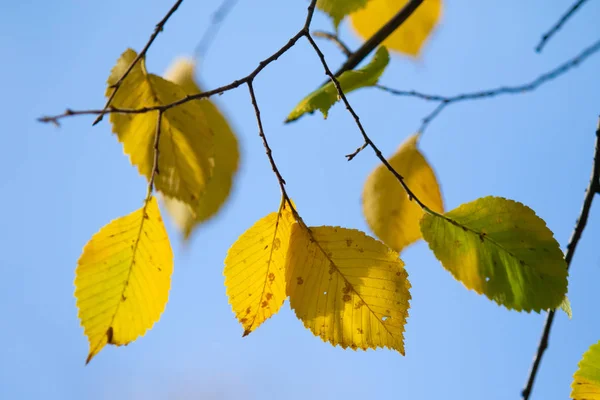 Gele Groene Herfstbladeren Close Landschap — Stockfoto