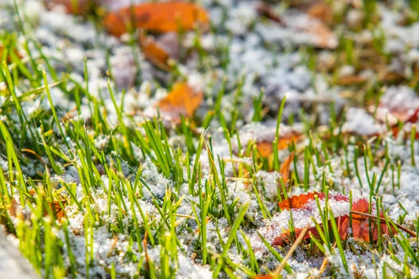 Πράσινο Γρασίδι Χιόνι Θολή Φόντο Bokeh — Φωτογραφία Αρχείου