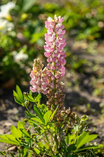 Lupinus Kwiaty Jasne Zielonych Liści Natura — Zdjęcie stockowe