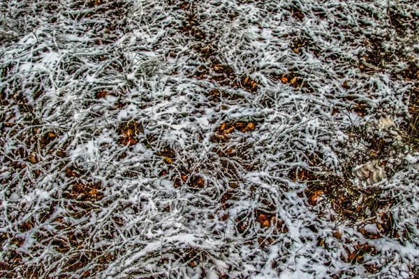 Feuilles Automne Herbe Dans Neige — Photo