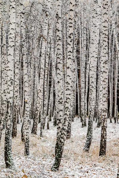 冬の最初の雪は 森林景観をバーチ — ストック写真