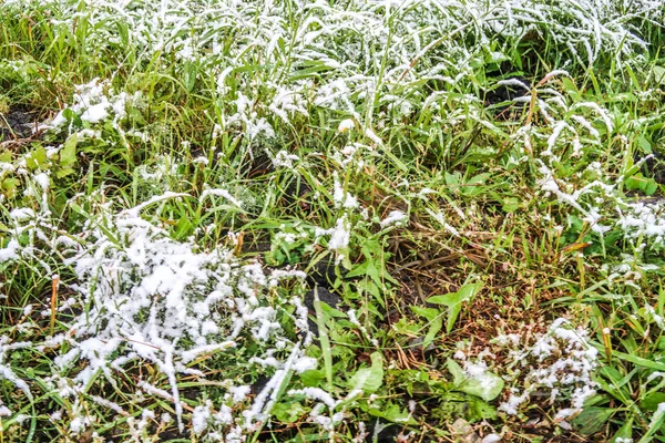 Erba Verde Alta Nella Neve — Foto Stock