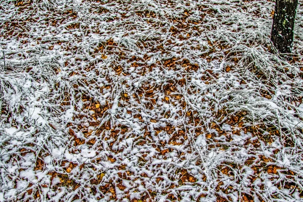 Musim Gugur Meninggalkan Rumput Salju — Stok Foto
