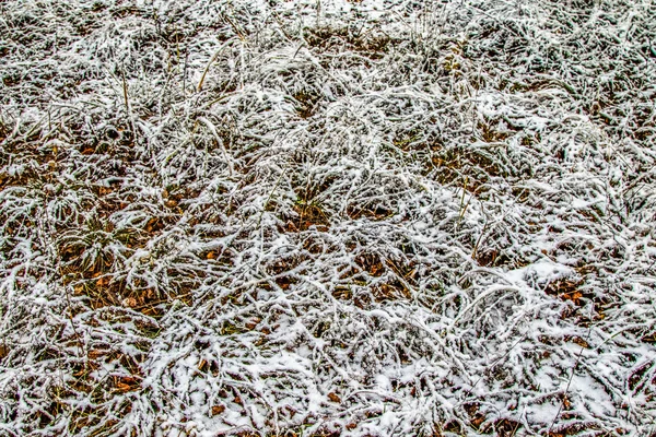 Grama Verde Alta Neve — Fotografia de Stock