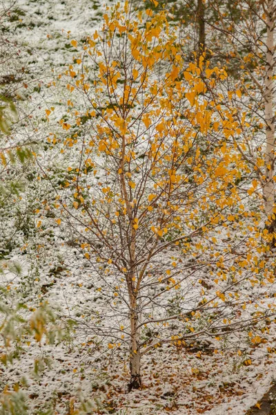 Eerste Sneeuw Birch Boslandschap Winter — Stockfoto