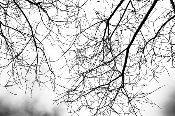 Silueta Ramas Árbol Sobre Fondo Blanco — Foto de Stock