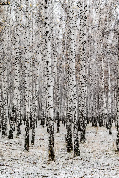 İlk kar huş ağacı orman manzara kış