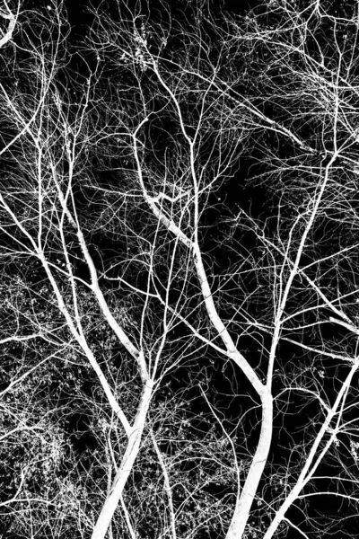 Branches Arbre Silhouette Blanche Sur Fond Noir — Photo